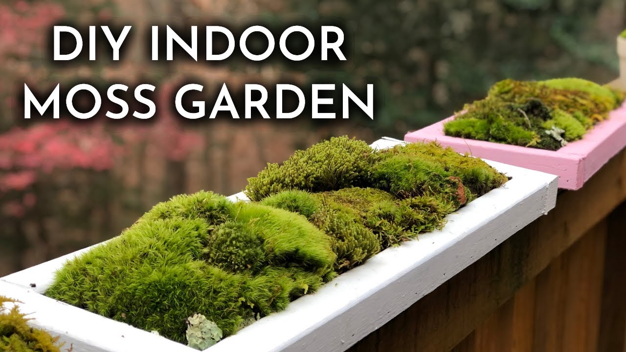 How To Grow Indoor Live Moss Garden | Where To Find Moss + Moss Care ...