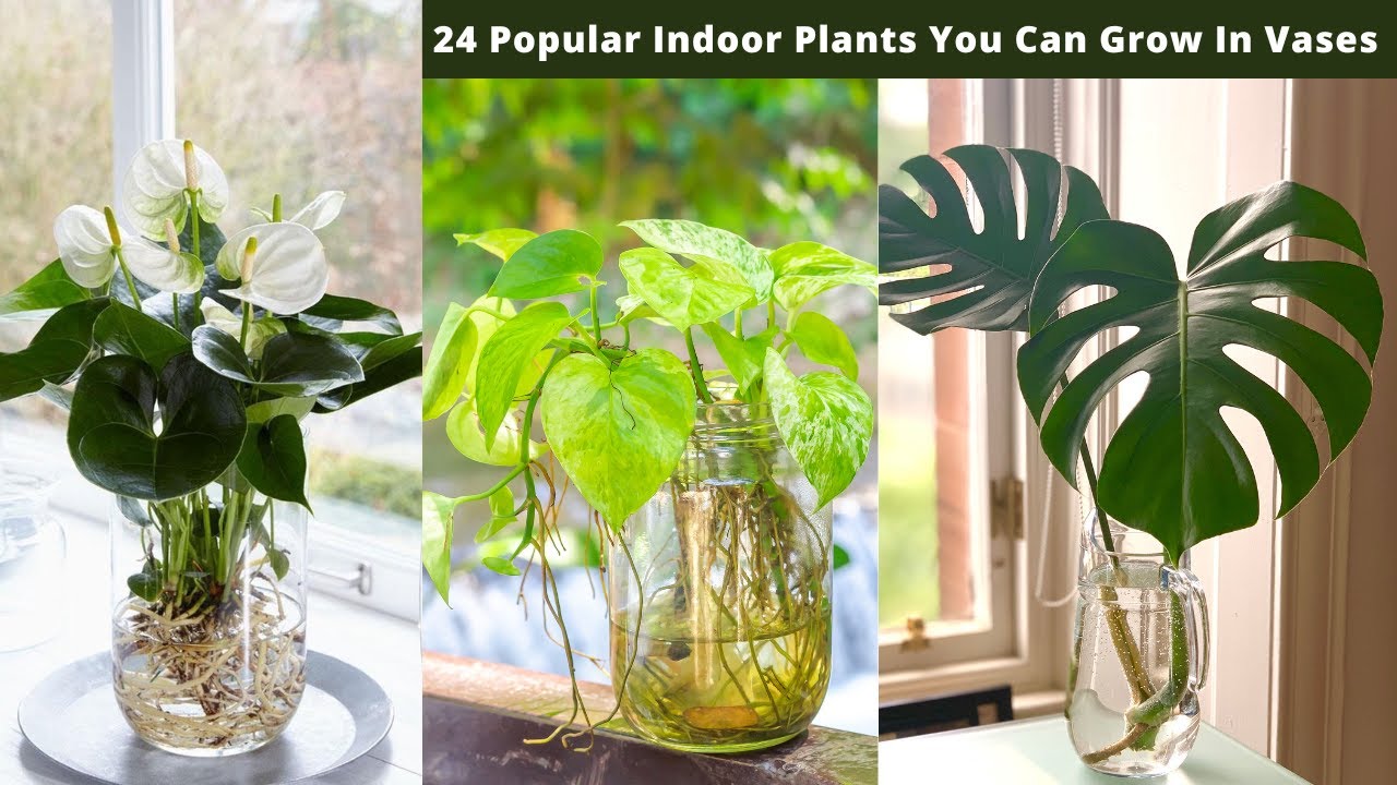 24 Popular Indoor Plants You Can Grow In Vases Prepared Gardener