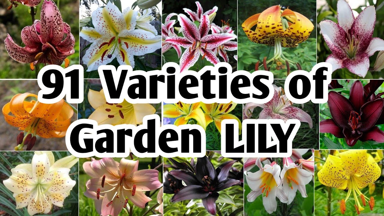 91 Lily Flower Plants for garden | Best Lily varieties | Garden Lily ...