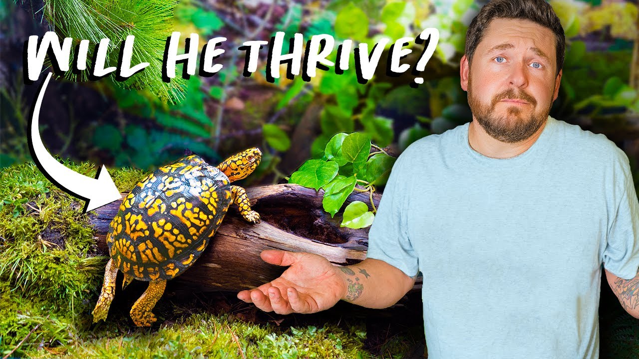 HUGE INDOOR BOX TURTLE VIVARIUM BUILD! - Prepared Gardener