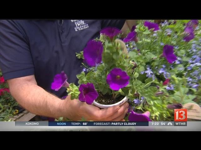 Home Garden Flowers To Plant This Spring Prepared Gardener Home Garden Flowers To Plant This Spring Prepared Gardener